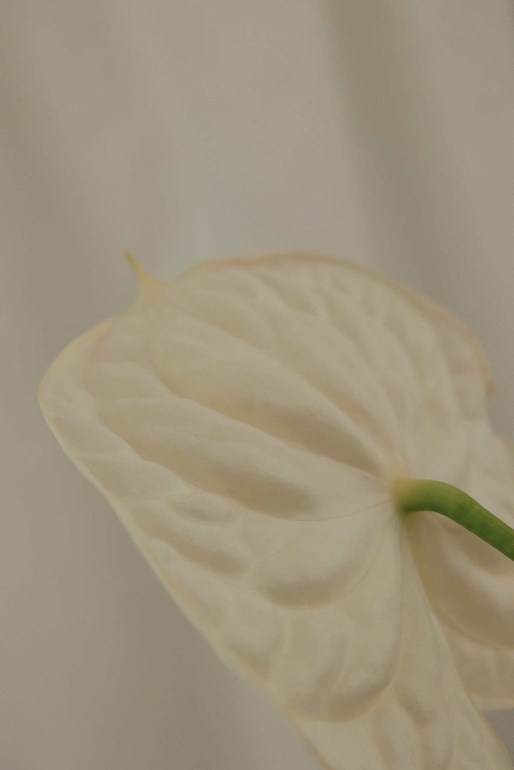 Soft white anthurium flower